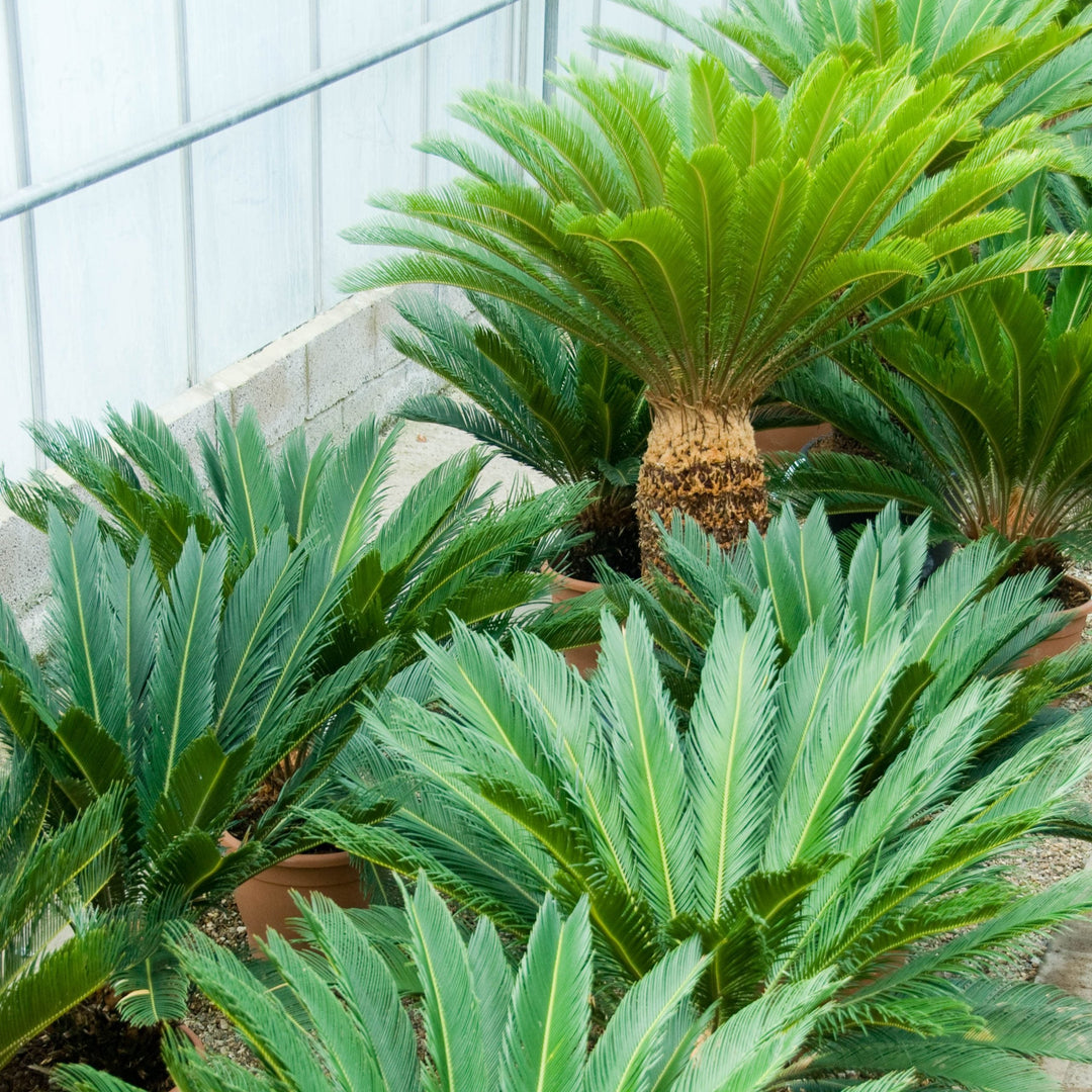 cycas plant flower seeds