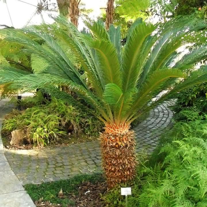 Green Cycas herb seeds