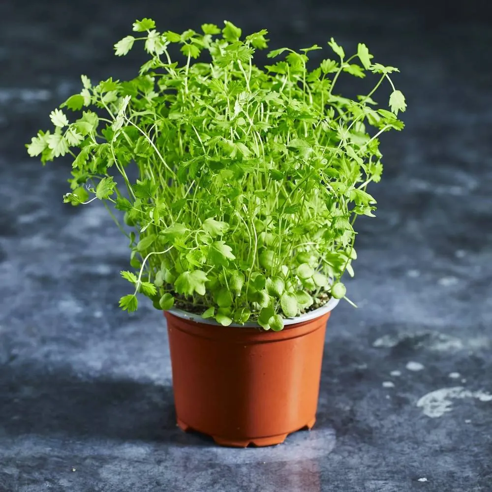 Green Burnet herb seeds