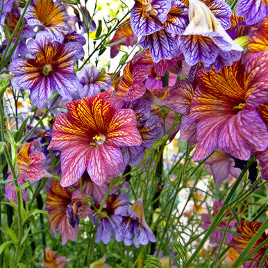 Mixed Salpiglossis Flower Seeds – Heirloom, Non-GMO, High Germination Seeds