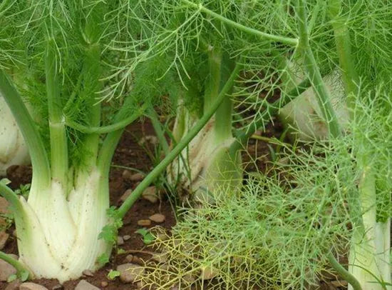 saltalkalitolerantdroughttolerancebronzefennelforsowingheirloomnongmohighgerminationorganicgarden flower seeds