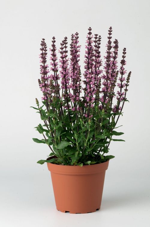 salvia superba flower seeds