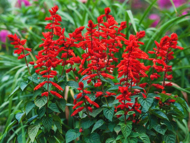 Red Lavender Flower Seeds – Heirloom, Non-GMO, High Germination Seeds
