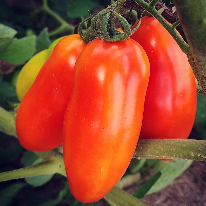 Tomato San Marzano Seeds for Planting – Heirloom Organic High Yield Garden Seeds