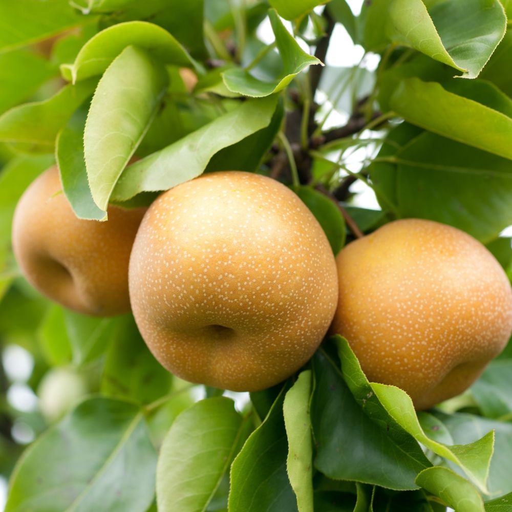 sand pear flower seeds