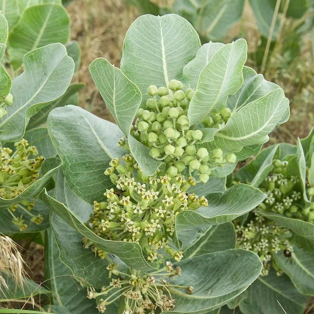 Asclepias Arenaria herb seeds