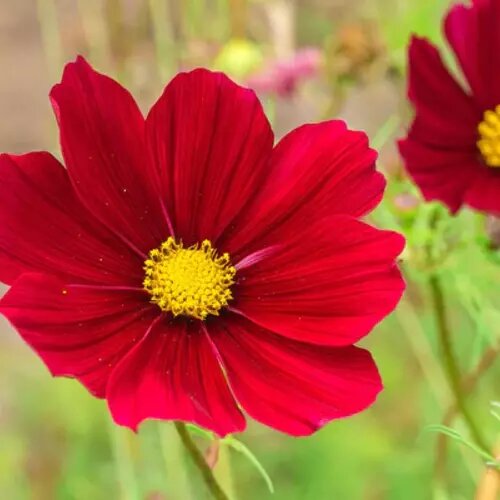 Cosmos Flower Seeds Red – Heirloom Non-GMO High Germination Organic Seeds