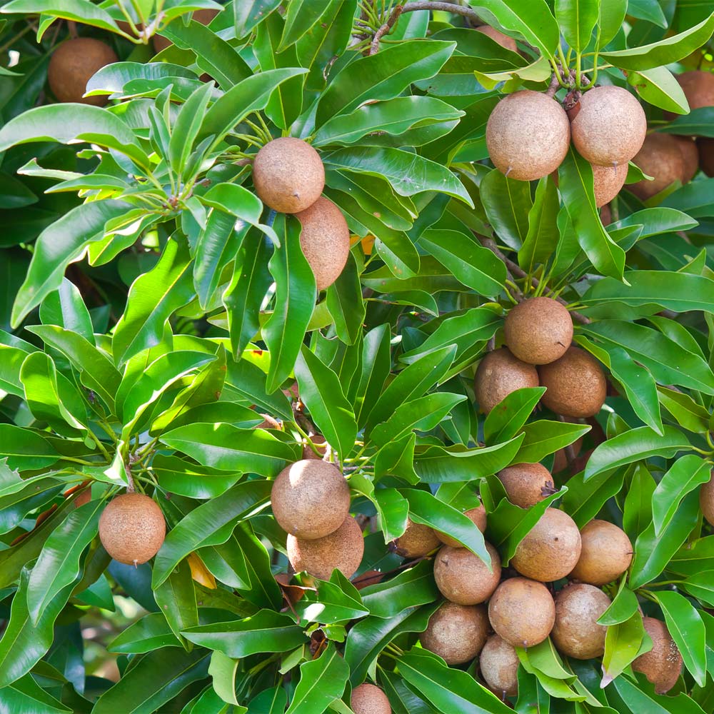 sapodilla manilkara flower seeds