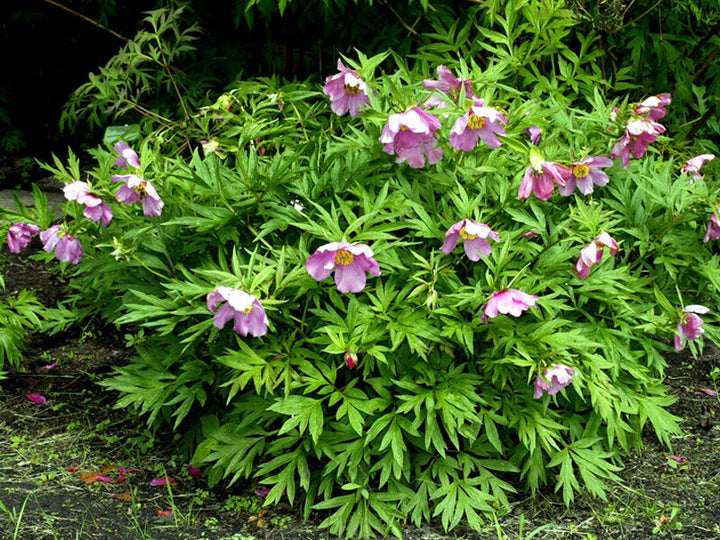 Anomala Flower Seeds – Heirloom, Non-GMO, High Germination Seeds