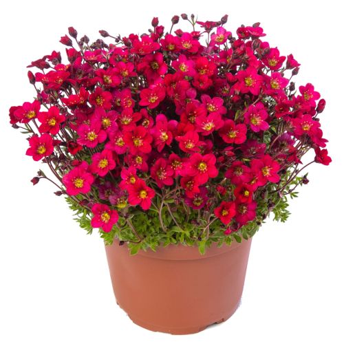 saxifragaarendsiiloftydarkrosemicroscopicheirloomnongmohighgerminationorganicgarden flower seeds