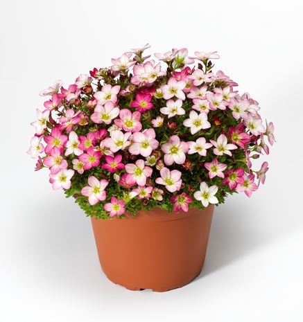 saxifragaarendsiiloftypinkmicroscopicheirloomnongmohighgerminationorganicgarden flower seeds