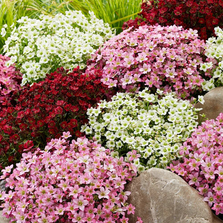 Mixed Saxifraga Flower Seeds – Heirloom, Non-GMO, High Germination Seeds