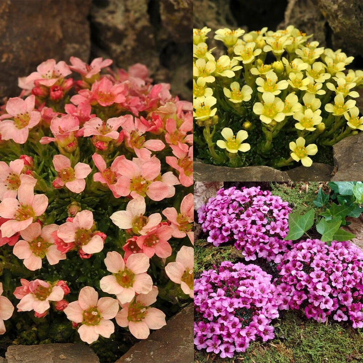 Saxifraga Flower Seeds Mixed – Heirloom, Non-GMO, High Germination Seeds for Planting