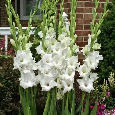 White Gladiolus Flower Seeds Heirloom Non-GMO High Germination Organic Garden Seeds for Planting