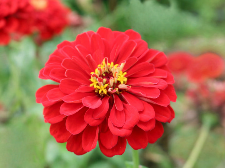 Deep Red Scarlet Flower Seeds – Heirloom Non-GMO High Germination Seeds