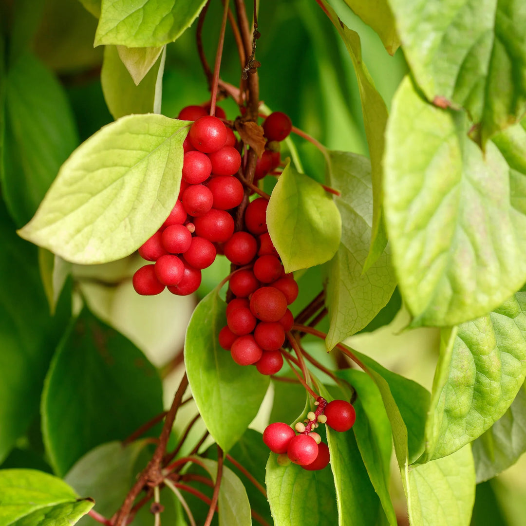 Schisandra Berry herb seeds