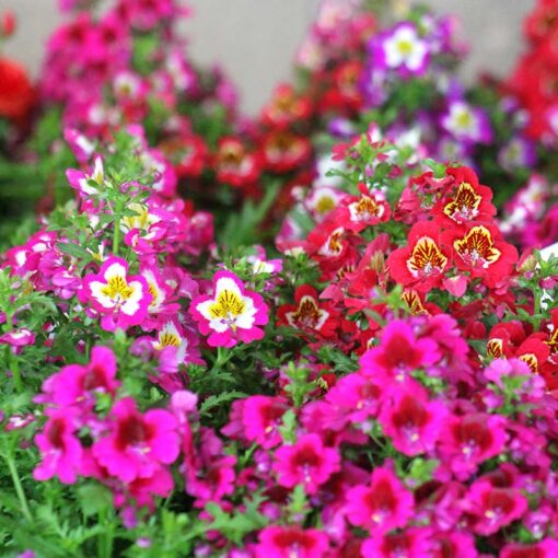 schizanthus open flower seeds