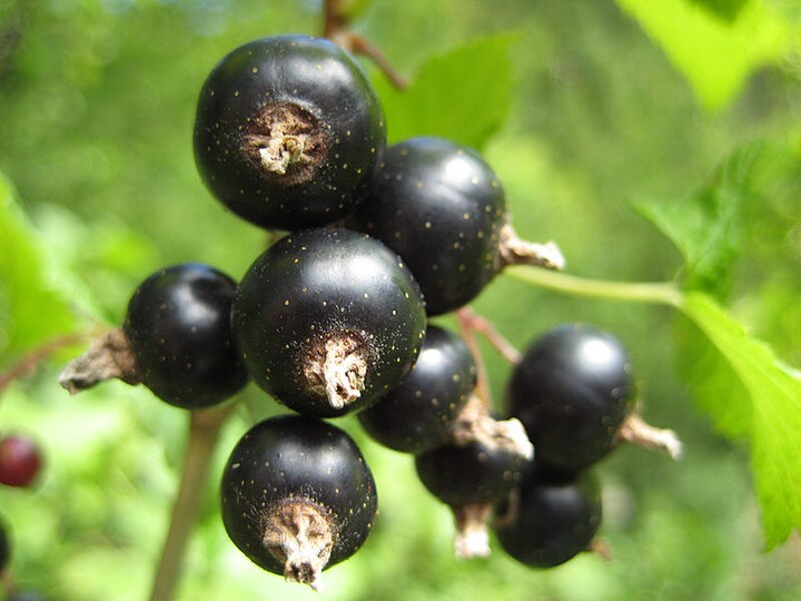 Blackcurrant Fruit Seeds – Heirloom, Non-GMO, High Germination Organic Garden Seeds