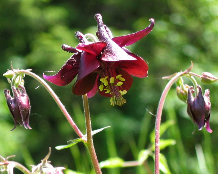 Maroon Aquilegia Flower Seeds for Planting – Heirloom Non-GMO High Germination Organic Seeds