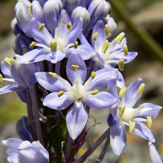 scilla natalensis flower seeds