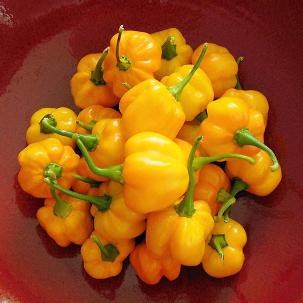 Yellow Scotch Bonnet Pepper Seeds – Heirloom, Non-GMO, High Germination Seeds