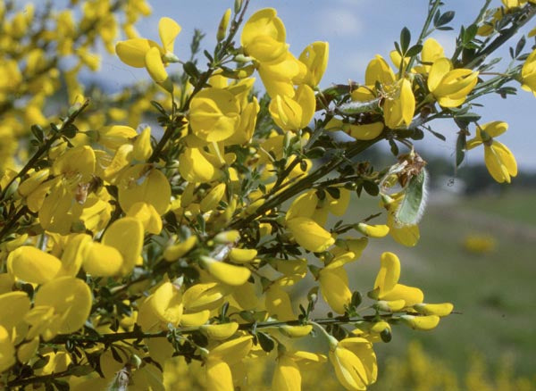Cytisus Flower Seeds Yellow – Heirloom Non-GMO High Germination Seeds
