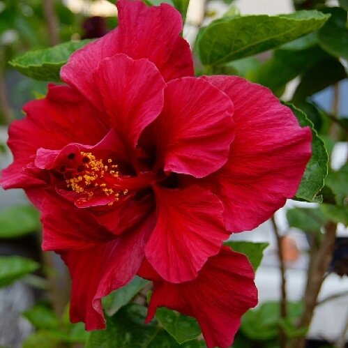 Double Red Hibiscus Flower Seeds for Planting – Heirloom, Non-GMO, High Germination