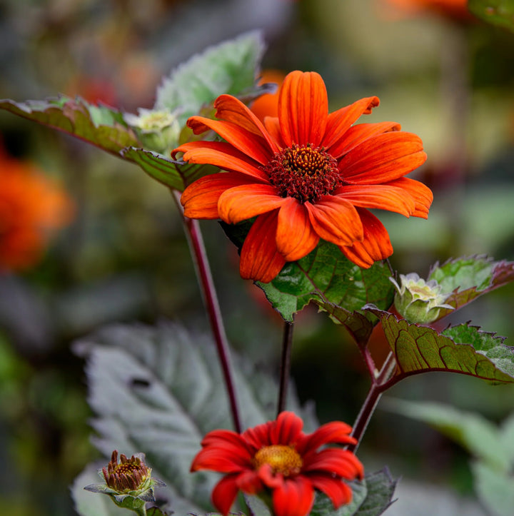 Semillas de flores de Heliopsis Naranja – Herencia, No transgénicas, Semillas de alta germinación