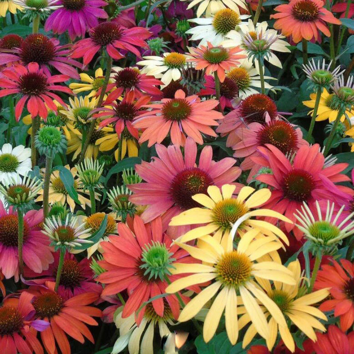 Cone Flower Seeds Mixed for Planting – Heirloom Non-GMO High Germination Seeds