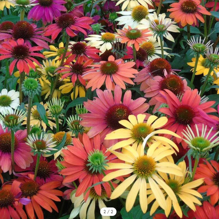 Echinacea Flower Seeds Mixed – Heirloom, Non-GMO, High Germination Seeds