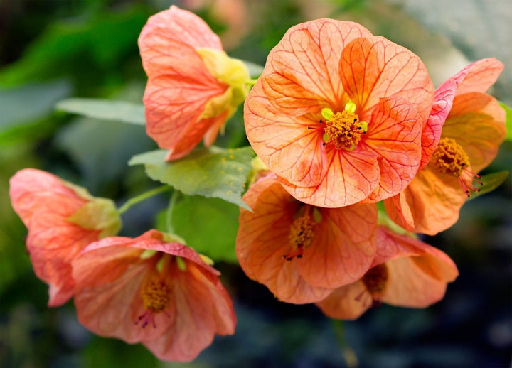 Orange Abutilon Striatum Flower Seeds – Heirloom, Non-GMO, Organic Garden Seeds