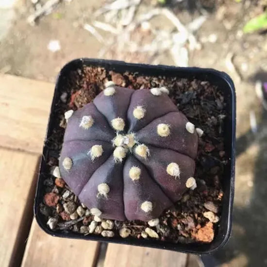 seaurchincactusastrophytumasteriassucculentheirloomnongmohighgerminationorganicgarden flower seeds