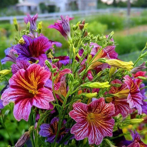 propagationeasymaintenancehighqualityvarietysalpiglossisheirloomnongmohighgerminationorganicgarden flower seeds