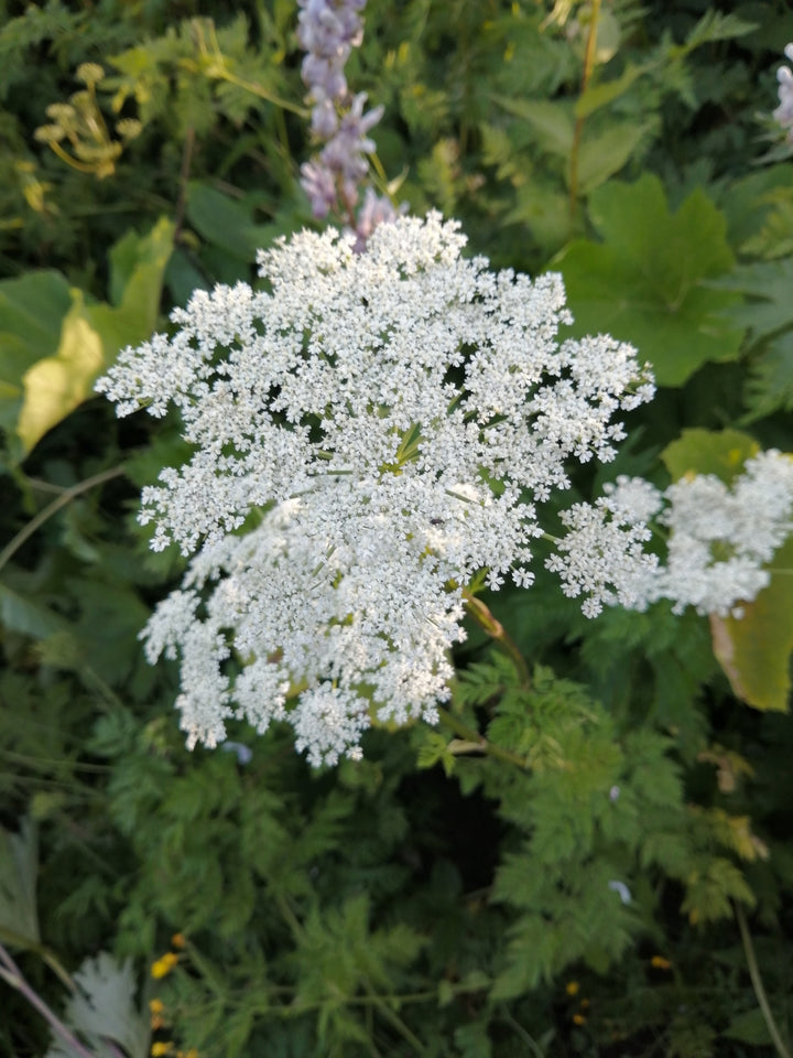 White Selinum Flower Seeds Heirloom Non-GMO High Germination Organic Garden Seeds for Planting