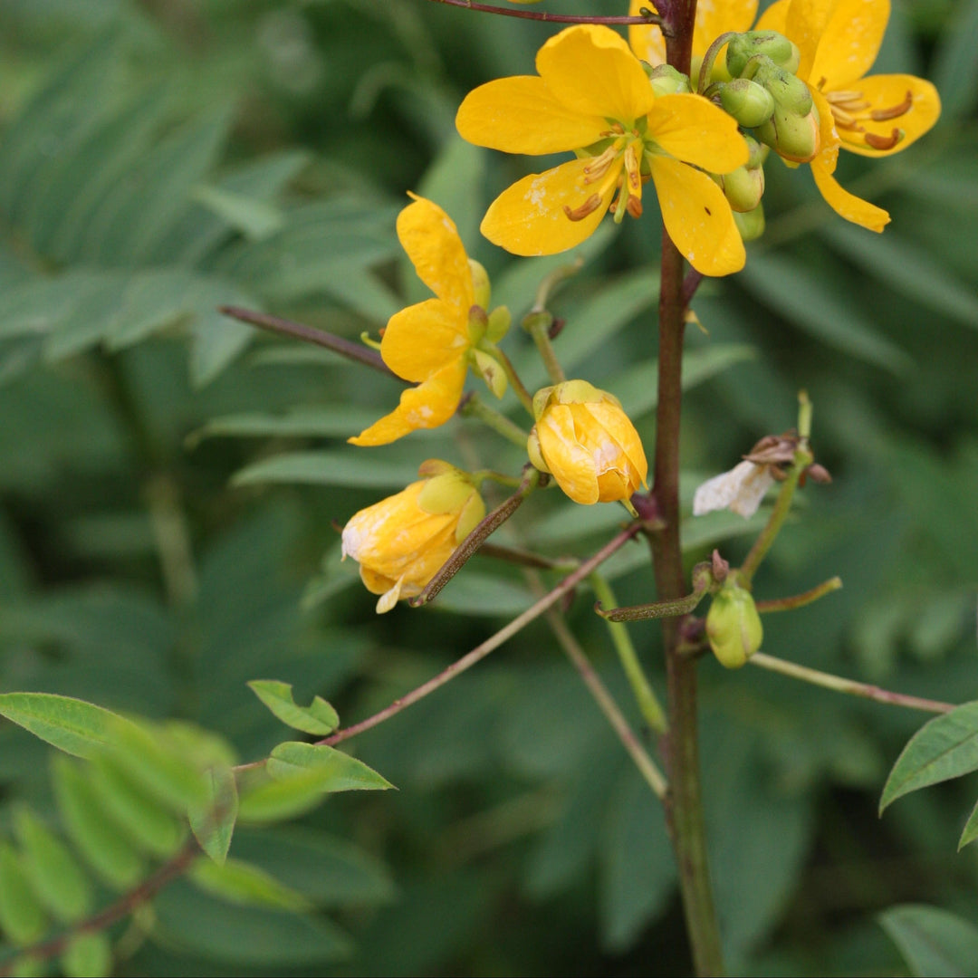 Cassia Senna herb seeds