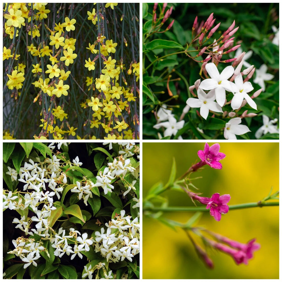 Mixed Jasminum Flower Seeds – Heirloom, Non-GMO, High Germination Seeds