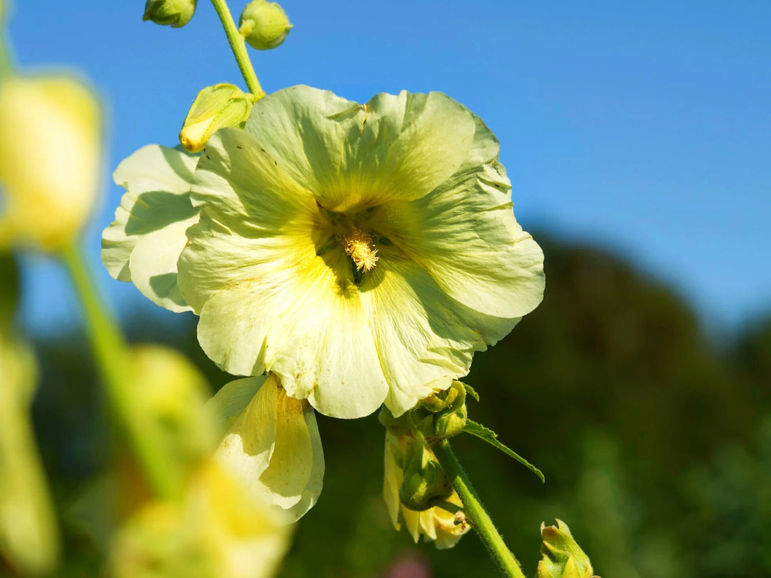 Yellow Hollyhock Flower Seeds – Heirloom, Non-GMO, High Germination Seeds