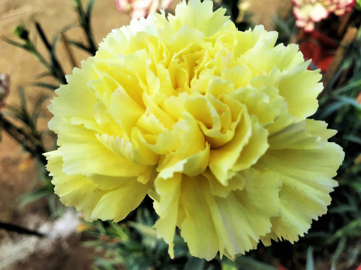 Giant Carnation Flower Seeds Yellow – Heirloom, Non-GMO, High Germination Seeds