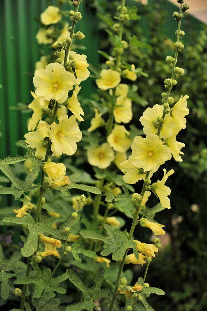 Yellow Hollyhock Flower Seeds – Heirloom, Non-GMO, High Germination Seeds