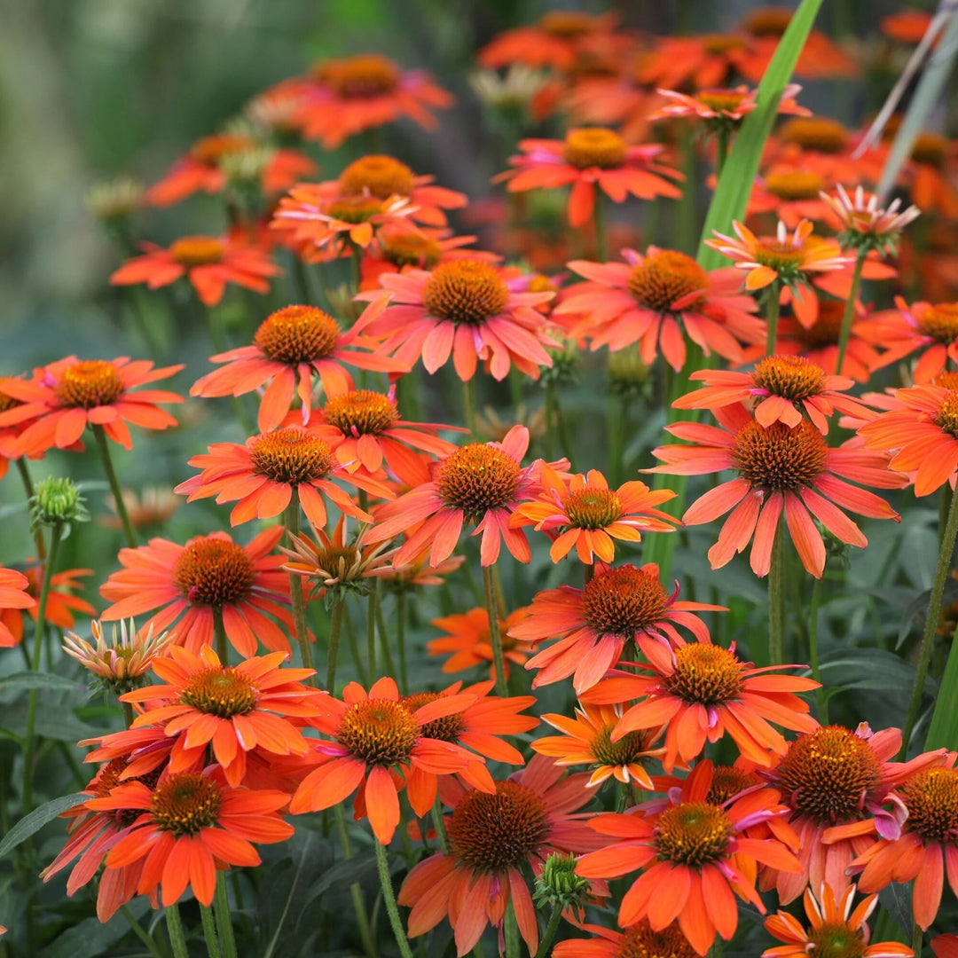 Orange Erigeron Flower Seeds - Heirloom Non-GMO High Germination Seeds for Planting