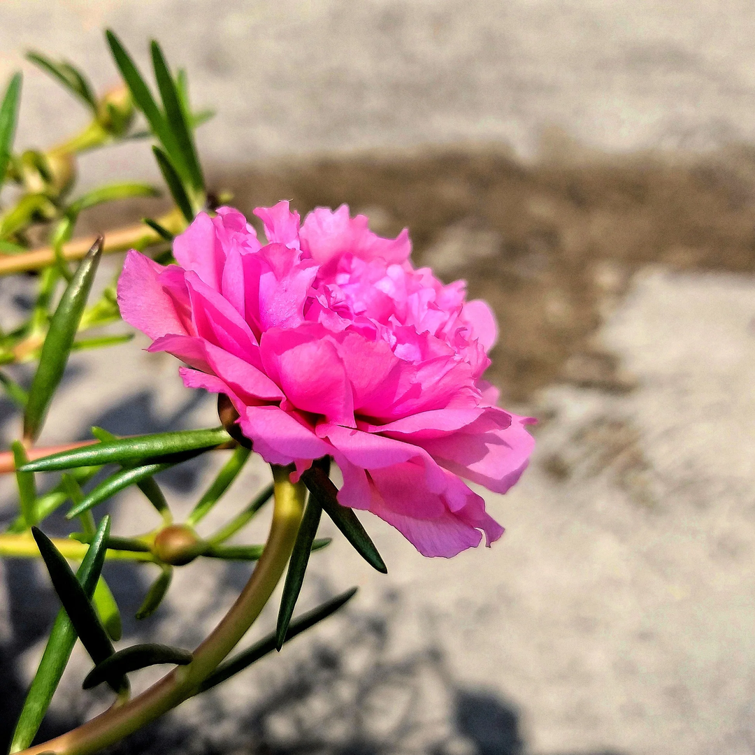 pink moss flower seeds