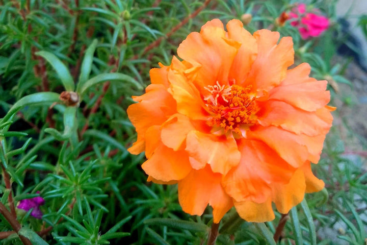 Orange Purslane Flower Seeds – Heirloom, Non-GMO, High Germination Seeds