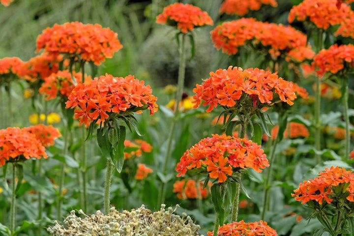 Orange Lychnis Chalcedonica Flower Seeds – Heirloom, Non-GMO, High Germination Seeds