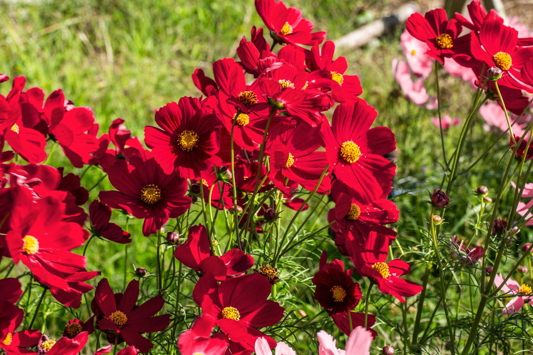 Red Cosmos Flower Seeds for Planting – Heirloom Non-GMO High Germination Seeds