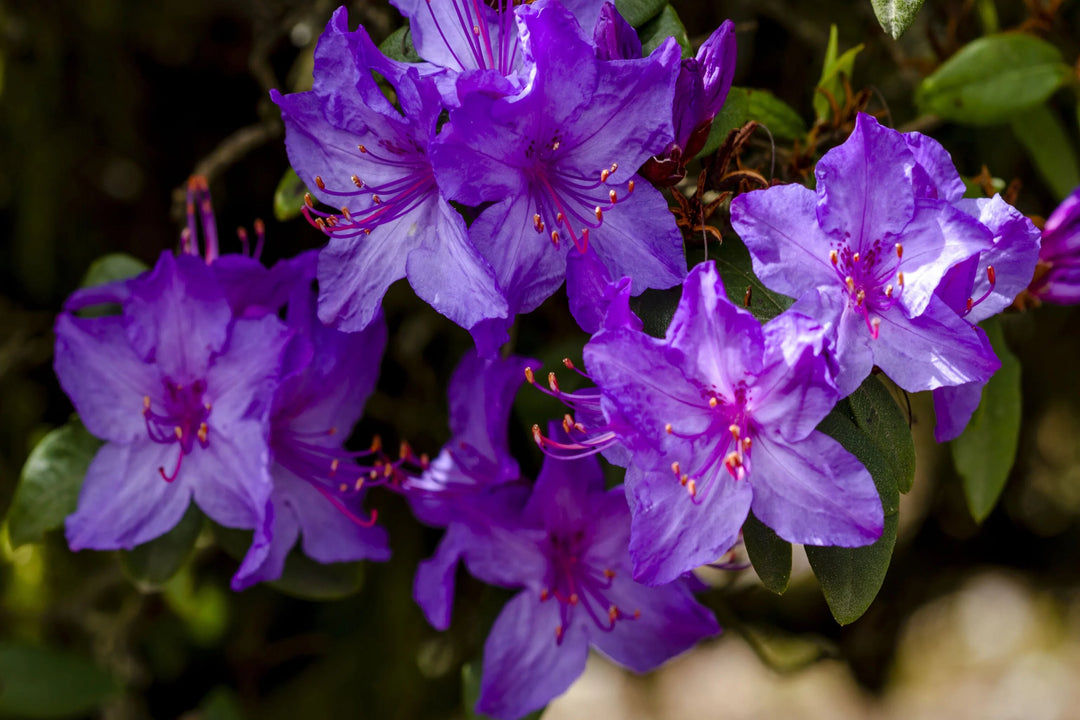 Azalea Flower Seeds Violet for Planting – Heirloom Non-GMO High Germination Organic Seeds