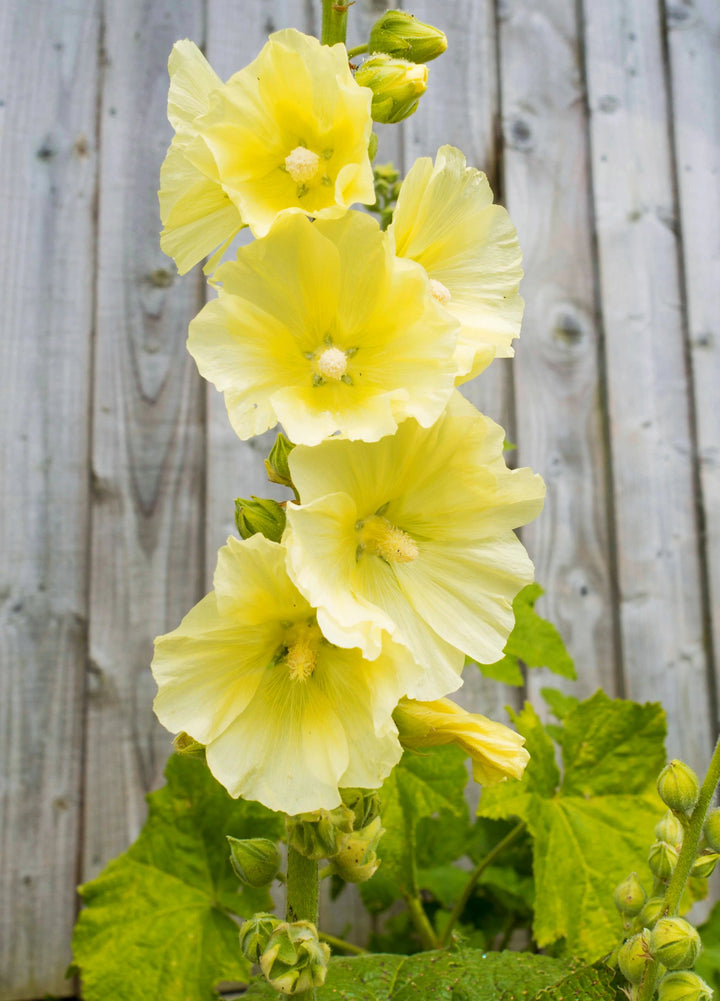 Hollyhock Flower Seeds Yellow – Heirloom, Non-GMO, High Germination Seeds