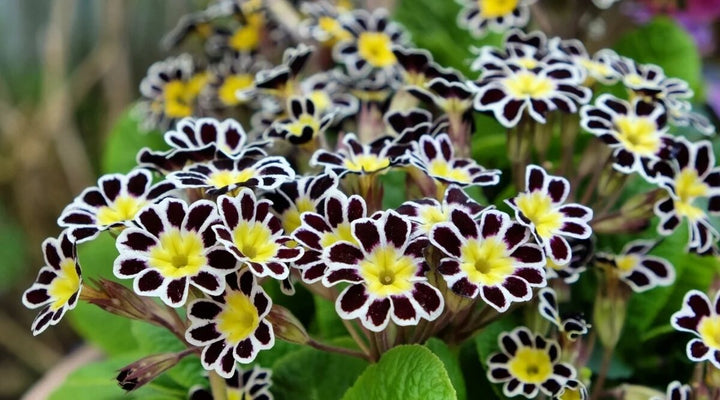 Black Primrose Flower Seeds for Planting – Heirloom Non-GMO Organic Garden Seeds