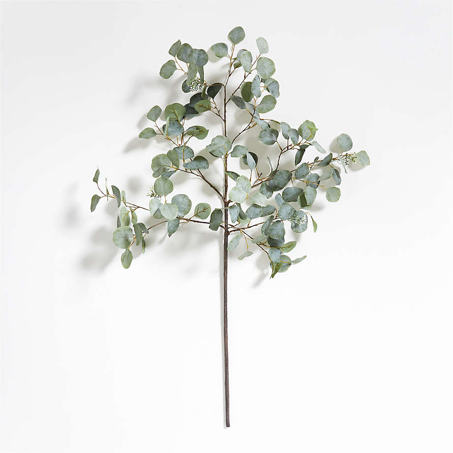 Silver Eucalyptus Plant Seeds for Planting – Heirloom, Non-GMO, High Germination Organic Garden Seeds