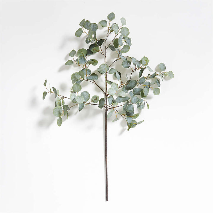 Silver Eucalyptus Plant Seeds for Planting – Heirloom, Non-GMO, High Germination Organic Garden Seeds