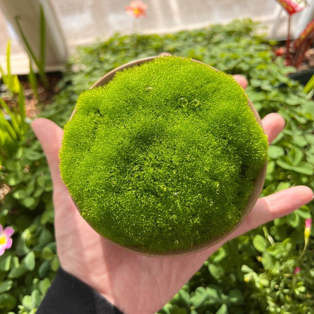 Green Moss herb seeds